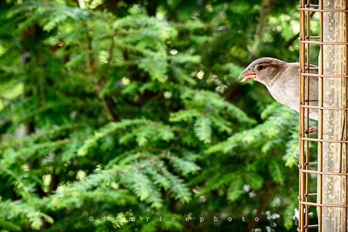 Yr5•277-365•1736•Bird Cage