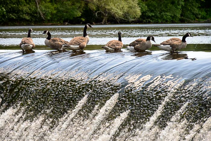 Yr5•277/365•1738 South Natick Geese July 5, 2014
