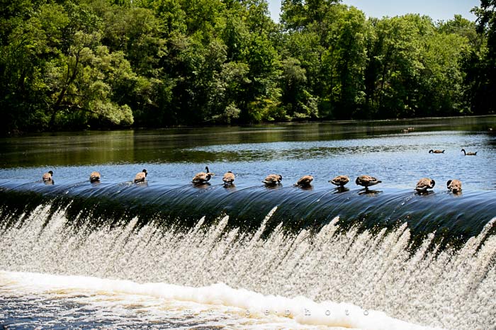 Yr5•278-365•1738•South Natick Geese