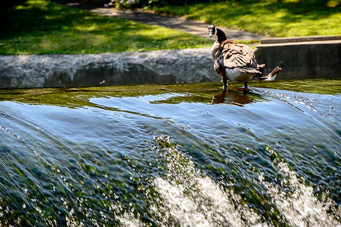 Yr5•279-365•1738•South Natick Geese