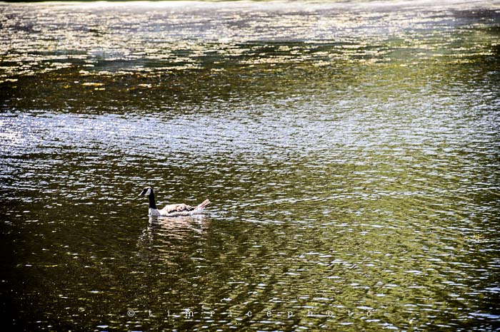 Yr5•280-365•1738•South Natick Geese