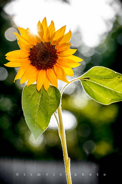 Yr5•283/365•1745 Sunflower at End of Day July 11, 2014