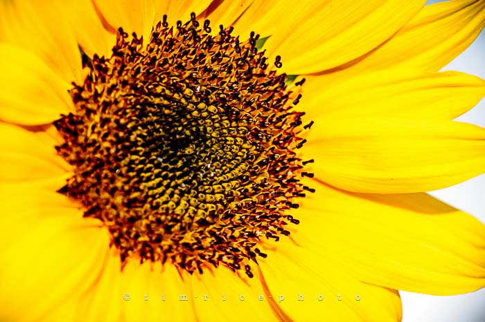 Yr5•283-365•1744•Sunflower at End of Day