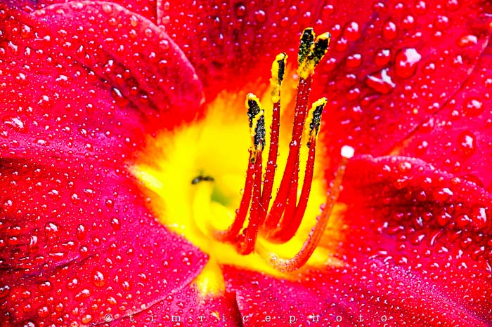 Yr5•287/365•1748  The Flower July 15, 2014