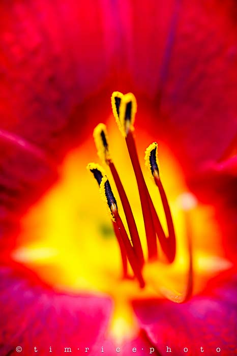 Yr5•287-365•1748•The Flower