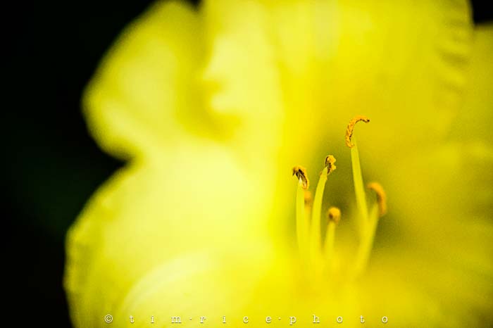 Yr5•289/365•1750 A Yellow Lily July 17, 2014