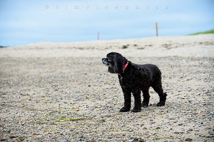 Yr5•296/365•1757 PD at Beach July 24, 2014