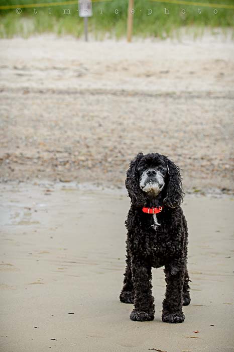 Yr5•297-365•1757•PD at Beach