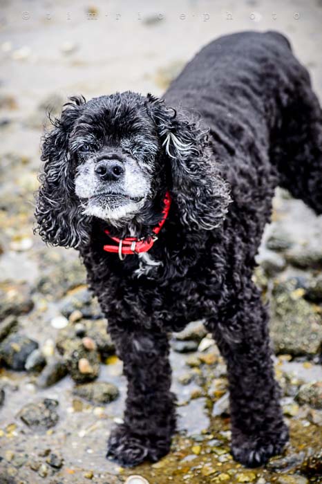 Yr5•299-365•1757•PD at Beach