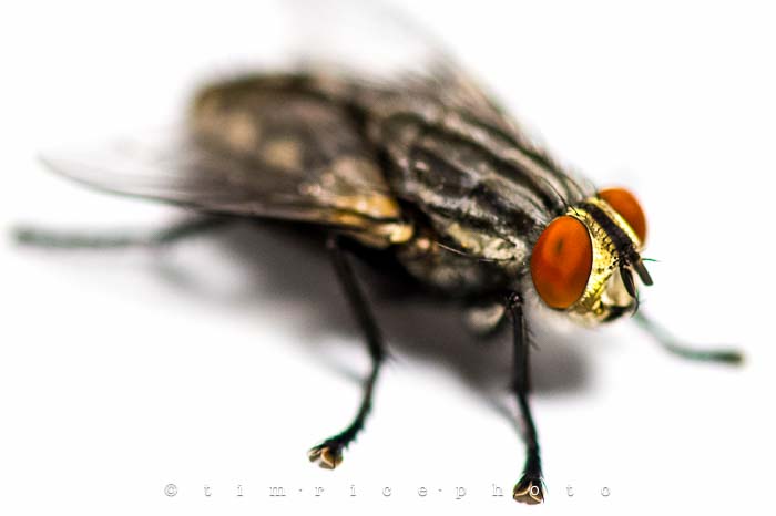 Yr5•300/365•1761 The Fly July 28, 2014
