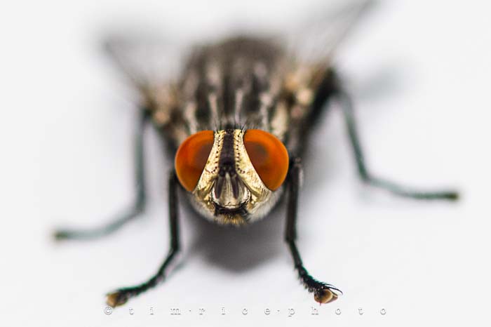 Yr5•300-365•1761•The Fly