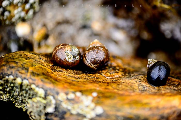 Yr5•306-365•1758•Cape Cod on Shelf