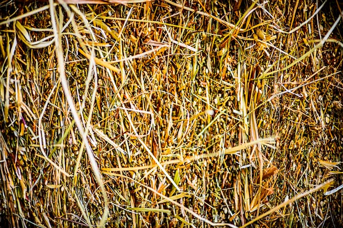 Yr5•314/365•1775 Hay August 11, 2014