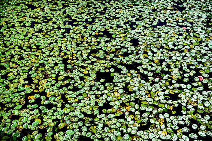 Yr5•318-365•1778•Ocean meets Rocks-2
