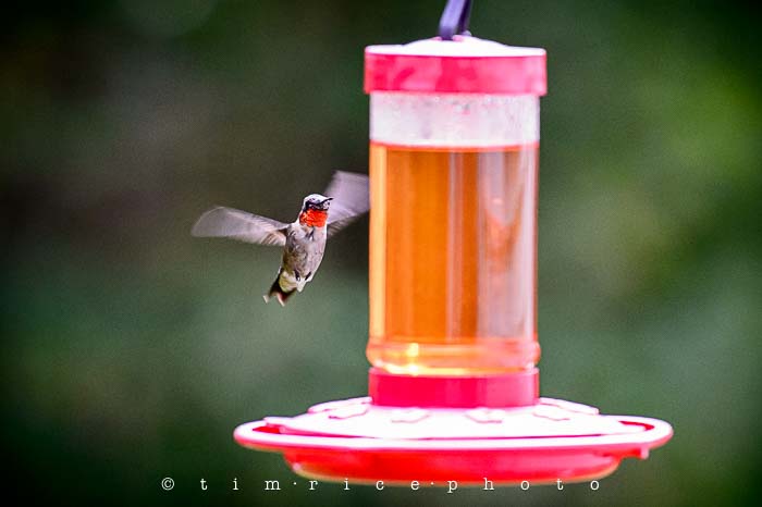 Yr5•321/365•1782 Humming August 18, 2014