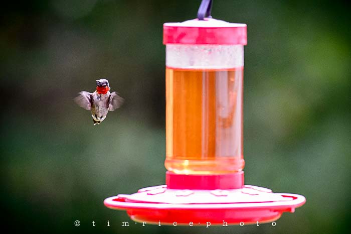 Yr5•321-365•1782•Humming