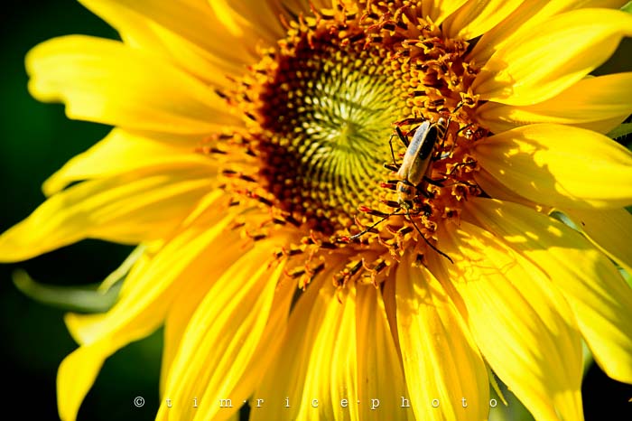 Yr5•322/365•1783 Shine On August 19, 2014