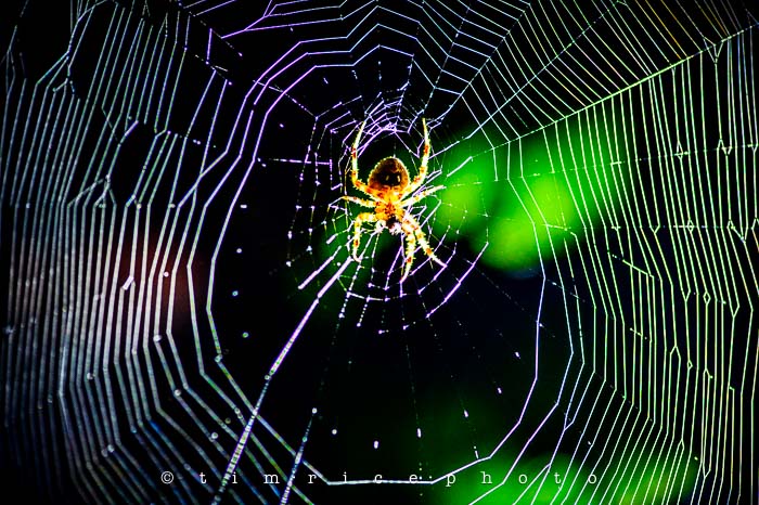 Yr5•340/365•1801 On the Web September 5, 2014