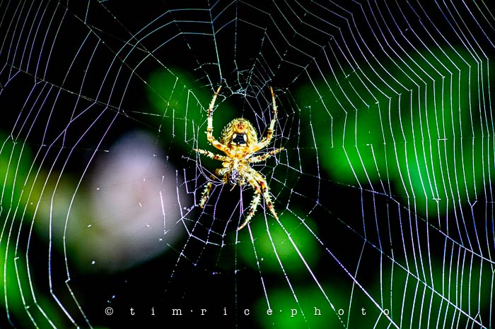 Yr5•340-365•1801•On the Web