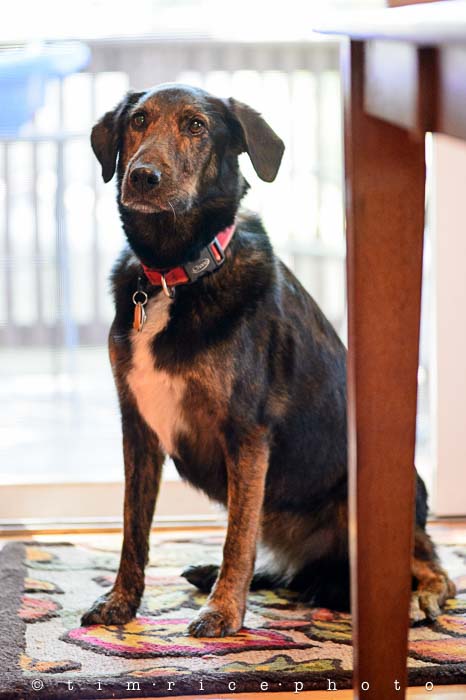 Yr5•349-365•1810•Little Miss Ellie Q-2