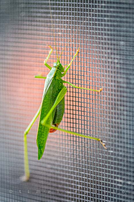 Yr5•351-365•1812•The Hopper