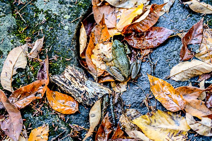 Yr6•008-365•1831•Autmn Falls