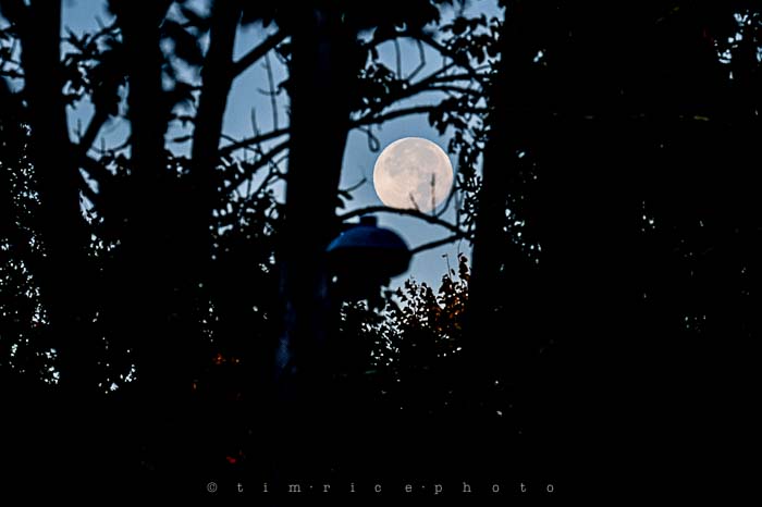 Yr6•011-365•1835•Morning Lit Moon