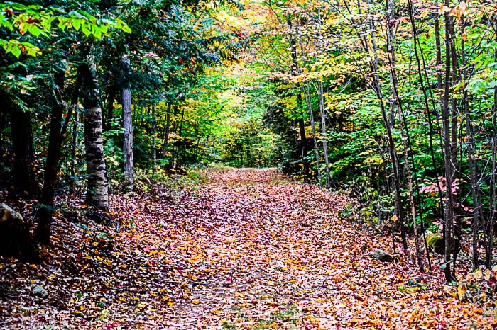 Yr6•013-365•1830•Jackson Falls in the Rain