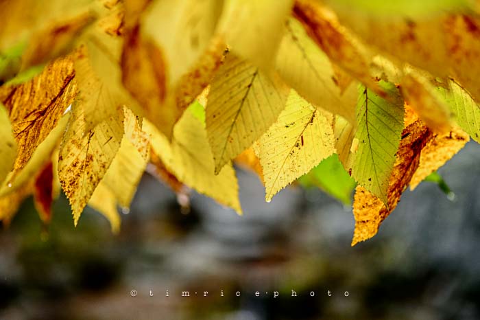 Yr6•014/365•1840 Yellow Leaves October 14, 2014