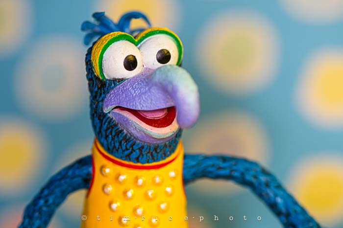 Yr6•015-365•1841•Gonzo
