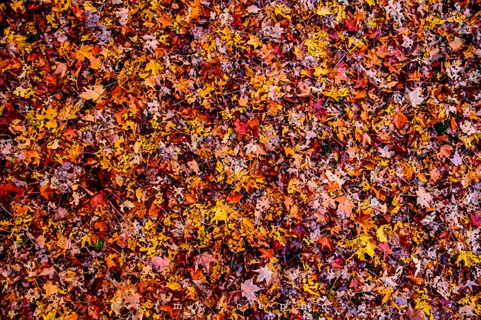 Yr6•016/365•1842 The Fallen October 16, 2014