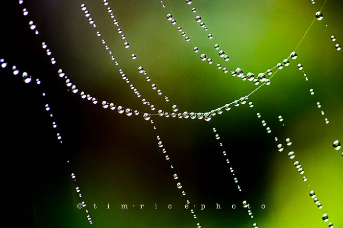 Yr6•023/365•1849 Wet Web October 23, 2014