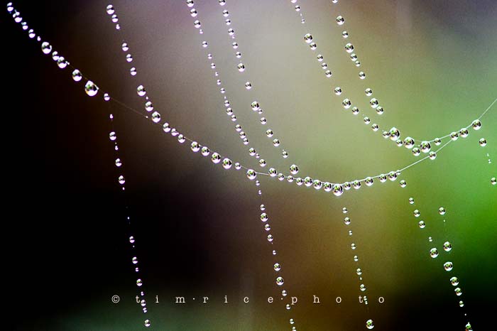 Yr6•023-365•1849• Wet Web