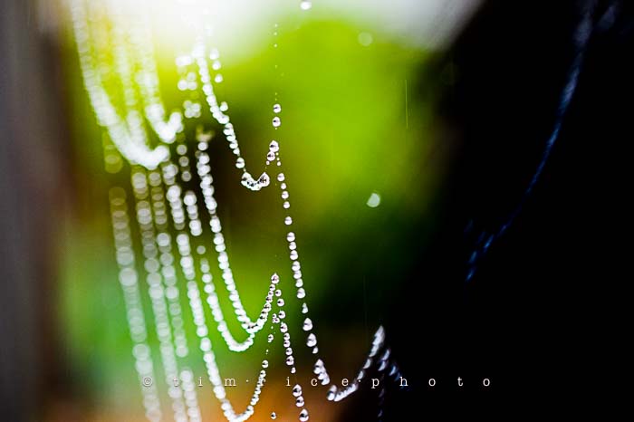 Yr6•024-365•1849• Wet Web