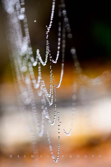 Yr6•025-365•1849• Wet Web