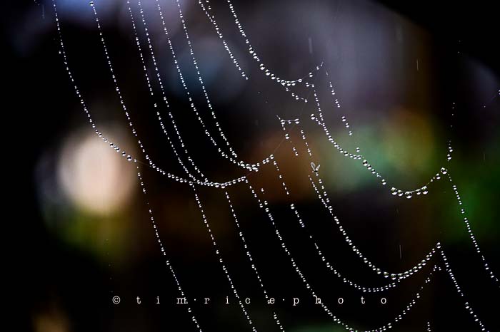 Yr6•026-365•1849• Wet Web