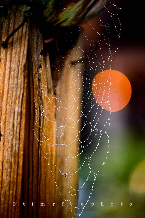 Yr6•027-365•1849• Wet Web