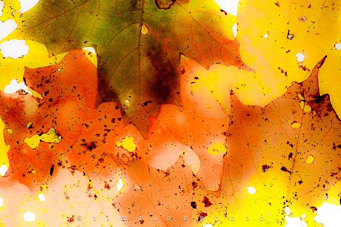 Yr6•027/365•1853 Fall Light October 27, 2014