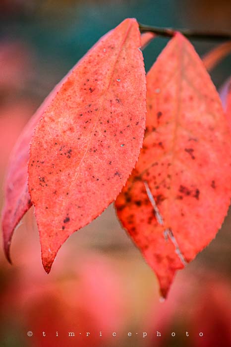 Yr6•039/365•1865 The End November 8, 2014