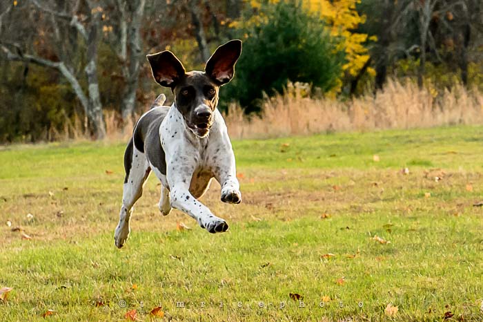 Yr6•040/365•1866 Leaping Loki November 9, 2014