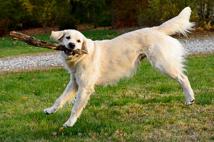 Yr6•040-365•1866•Leaping Loki