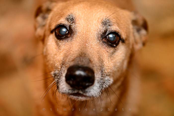 Yr6•059-365•1884•Bring Your Pet