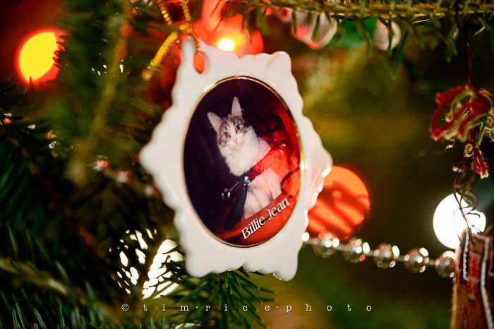 Yr6•070-365•1893•Family Tree