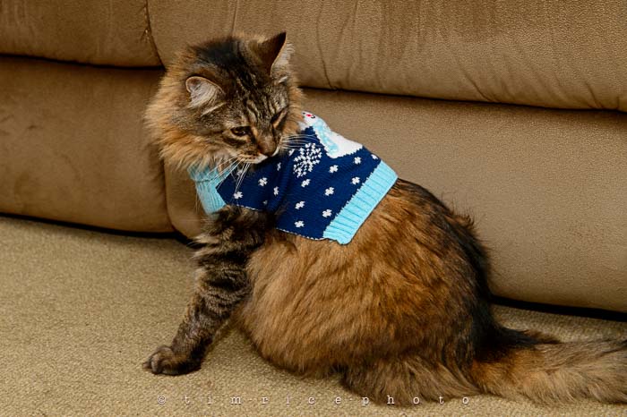 Yr6•072-365•1898•Cat in Sweater