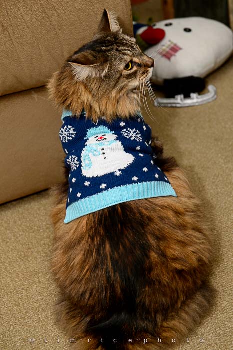 Yr6•073-365•1898•Cat in Sweater