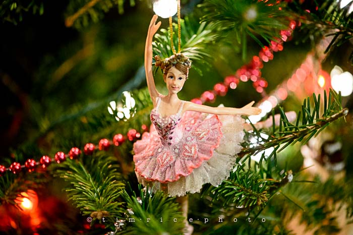 Yr6•074-365•1893•Family Tree