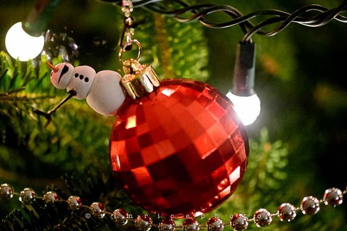 Yr6•078-365•1893•Family Tree