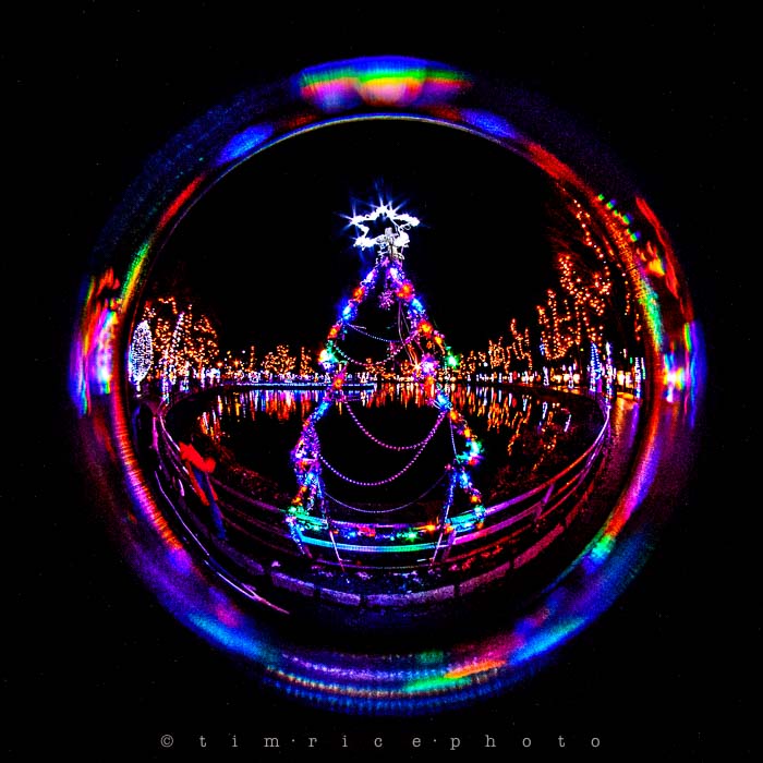 Yr6•082/365•1908 La Salettes Christmas Tree December 21, 2014