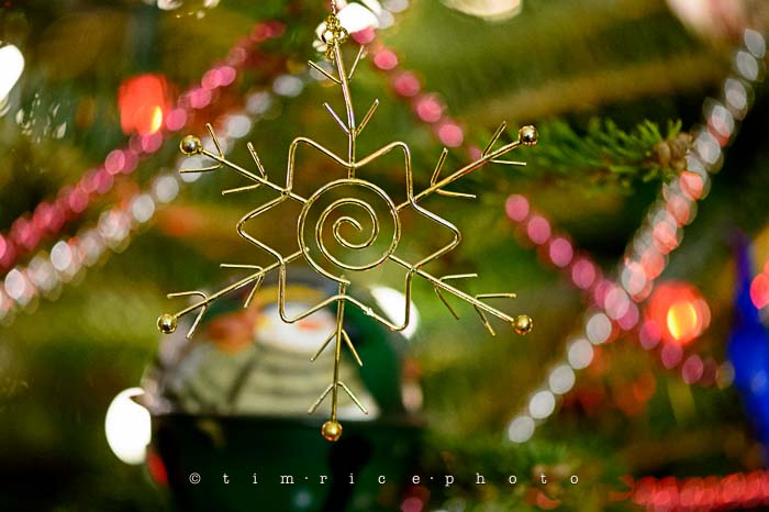 Yr6•084-365•1893•Family Tree