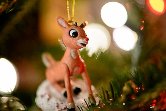 Yr6•086-365•1893•Family Tree